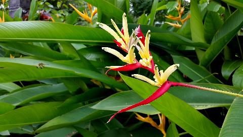Goa Flowers - Download Goa Photos