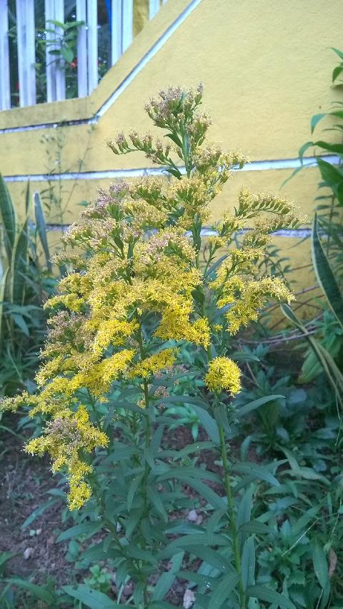 Goa Flowers - Download Goa Photos