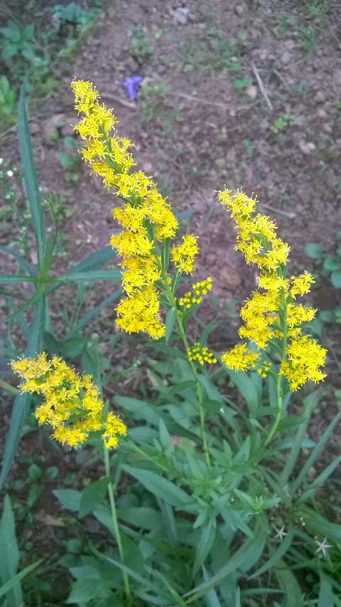 Goa Flowers - Download Goa Photos
