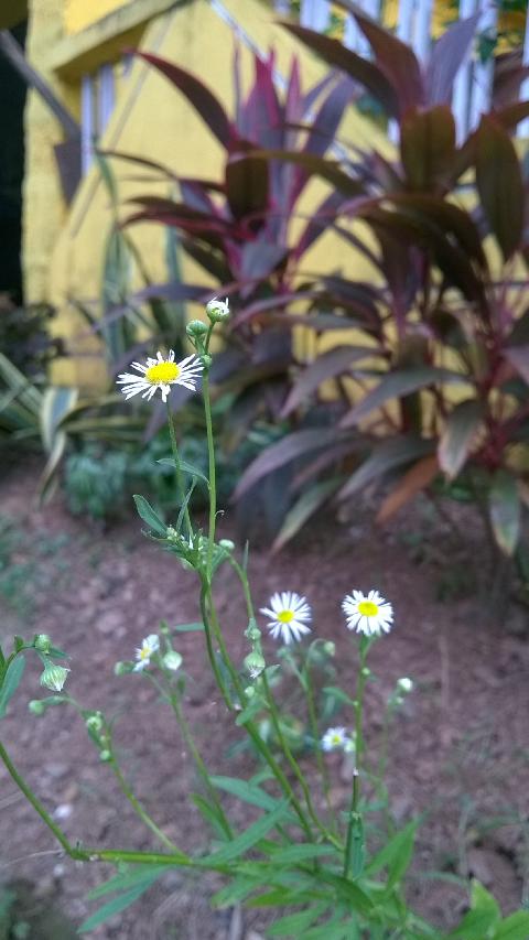 Goa Flowers - Download Goa Photos