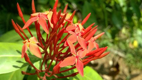 Goa Flowers - Download Goa Photos