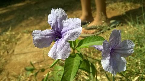 Goa Flowers - Download Goa Photos