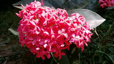 Goa Flowers - Download Goa Photos