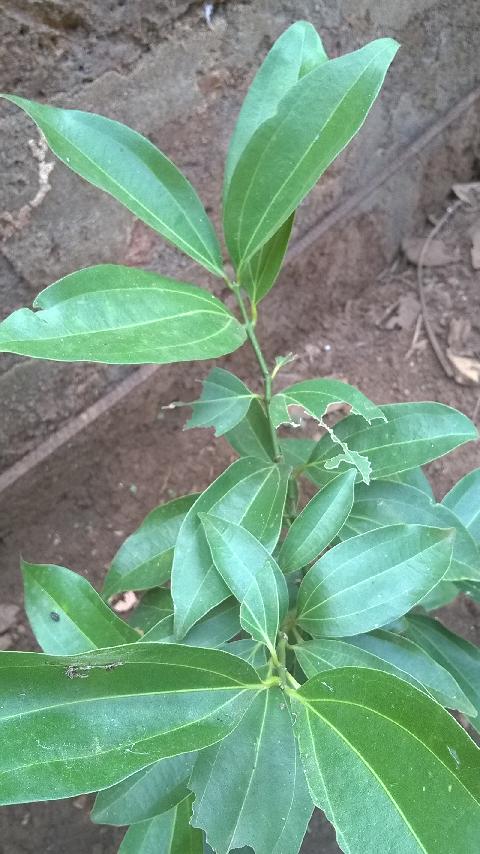 Goa Plants Trees - Download Goa Photos