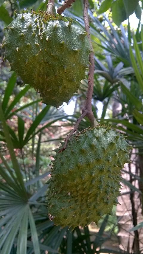 Fruits in Goa - Download Goa Photos