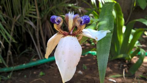 Goa Flowers - Download Goa Photos