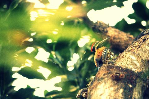 Birds in Goa - Download Goa Photos