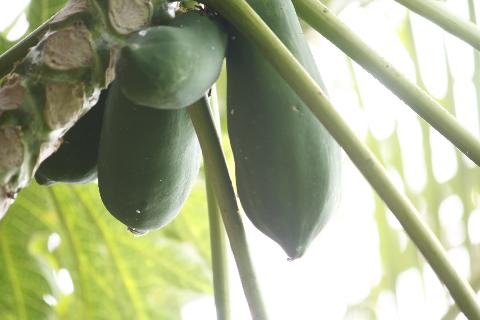 Fruits in Goa - Download Goa Photos