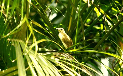 Birds in Goa - Download Goa Photos