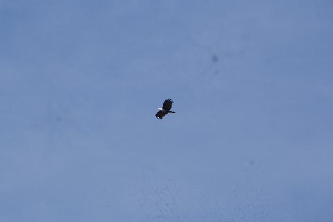 Birds in Goa - Download Goa Photos