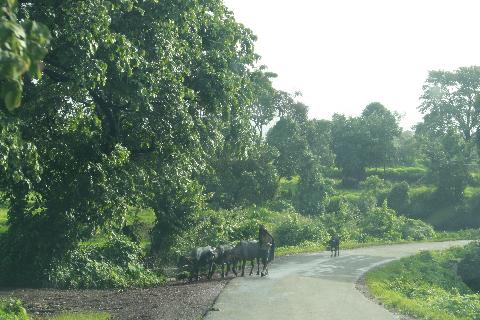 Goa in Pictures - Download Goa Photos
