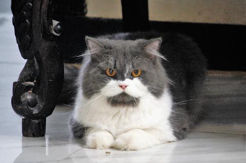 Domestic Animals in Goa - Download Goa Photos