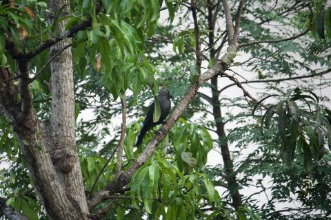 Birds in Goa - Download Goa Photos