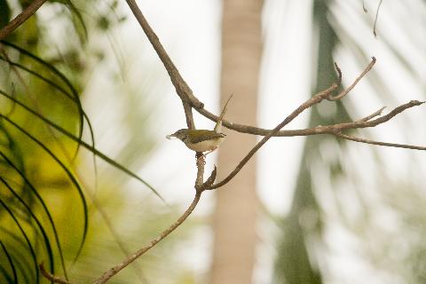 Birds in Goa - Download Goa Photos