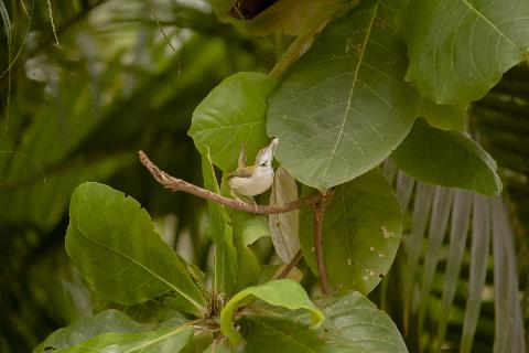 Birds in Goa - Download Goa Photos