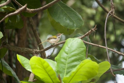 Birds in Goa - Download Goa Photos