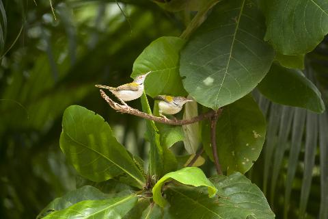 Birds in Goa - Download Goa Photos