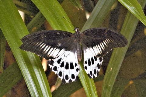 Insect and Butterfly - Download Goa Photos