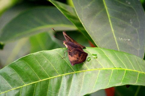 Insect and Butterfly - Download Goa Photos