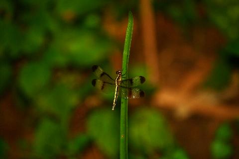Insect and Butterfly - Download Goa Photos