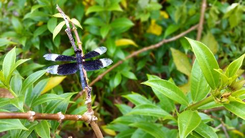 Insect and Butterfly - Download Goa Photos