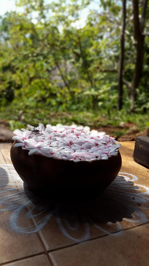 Wildernest Nature Resort - Download Goa Photos