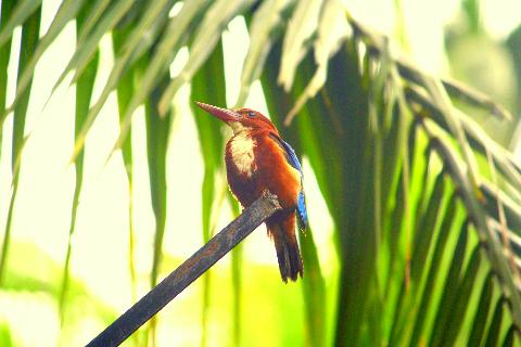 Birds in Goa - Download Goa Photos