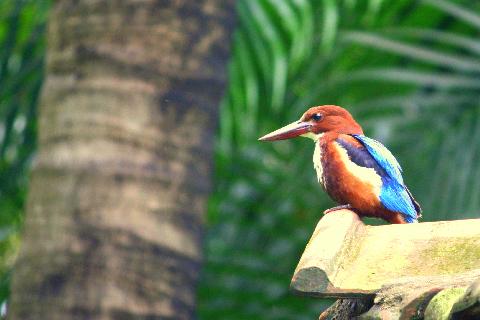 Birds in Goa - Download Goa Photos