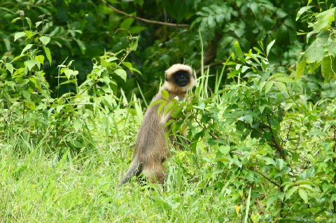 Domestic Animals in Goa - Download Goa Photos