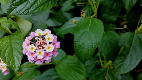 Goa Flowers - Download Goa Photos