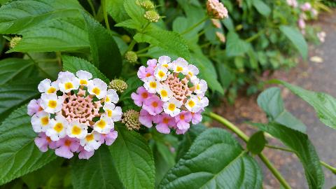 Goa Flowers - Download Goa Photos